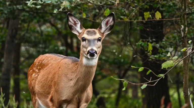 Deer Puns