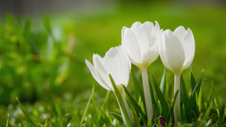 Spring Puns